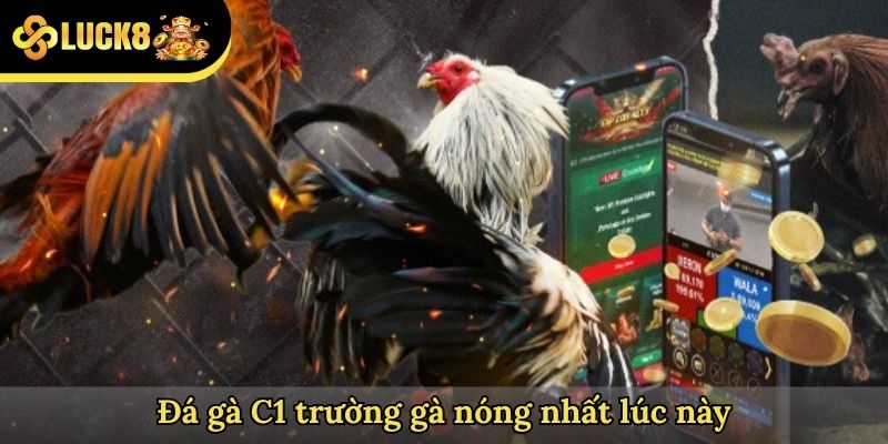Đá gà C1 trường gà nóng nhất lúc này