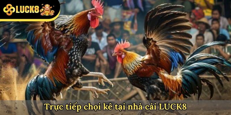 Trực tiếp chọi kê tại nhà cái LUCK8