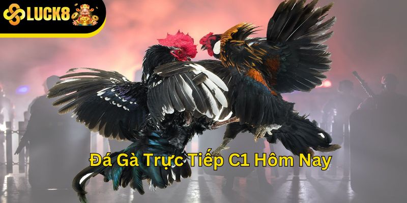 Đá gà trực tiếp C1 hôm nay