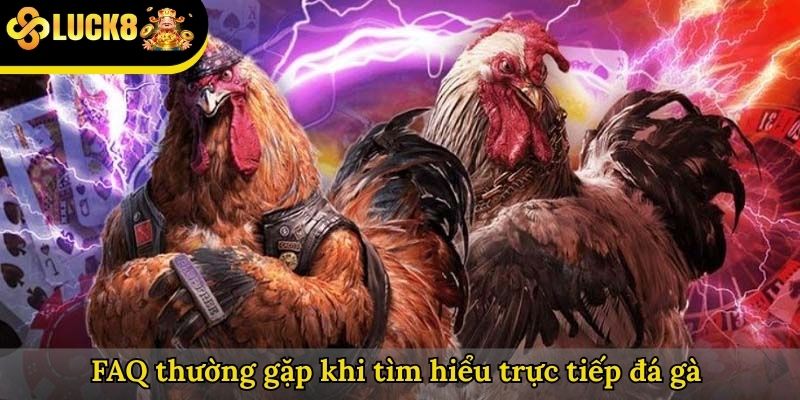 FAQ thường gặp khi tìm hiểu trực tiếp đá gà 