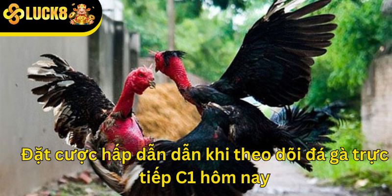 Đặt cược hấp dẫn dẫn khi theo dõi đá gà trực tiếp C1 hôm nay