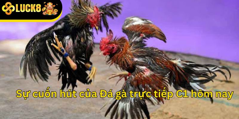 Sự cuốn hút của Đá gà trực tiếp C1 hôm nay