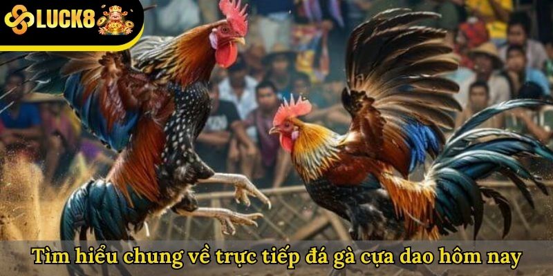 Tìm hiểu chung về trực tiếp đá gà cựa dao hôm nay