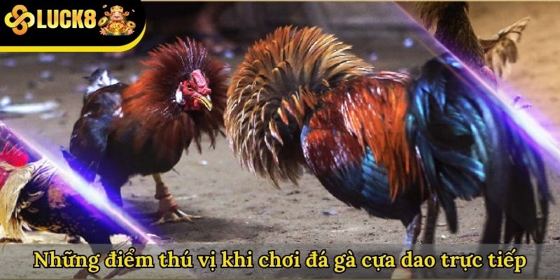 Những điểm thú vị khi chơi đá gà cựa dao trực tiếp