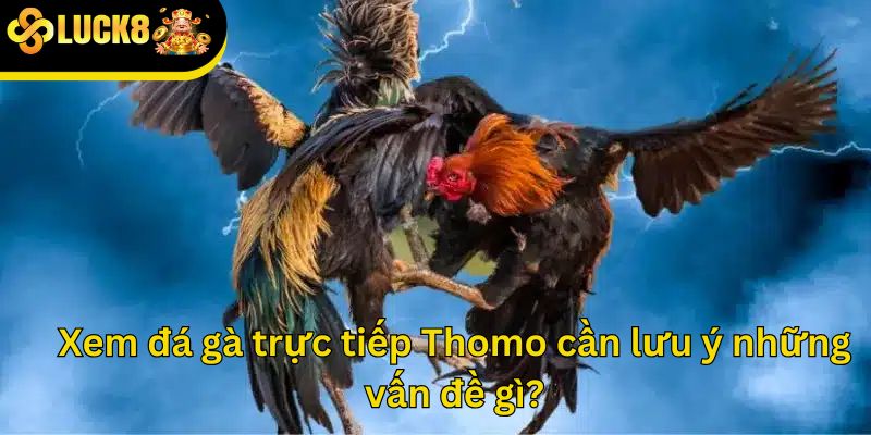 Xem đá gà trực tiếp Thomo cần lưu ý những vấn đề gì?