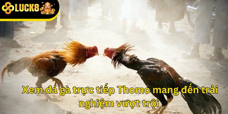  Xem đá gà trực tiếp Thomo mang đến trải nghiệm vượt trội